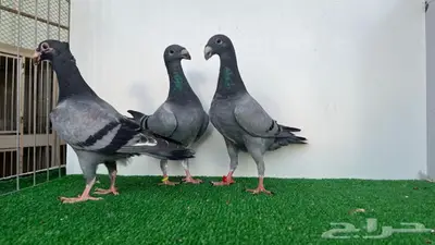 3 حبات هومر 1