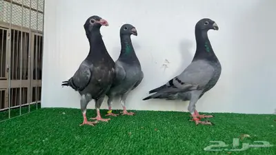 3 حبات هومر 0