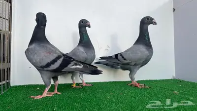 3 حبات هومر 5