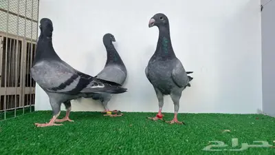 3 حبات هومر 4
