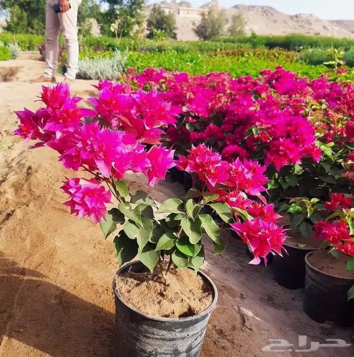 ثيل طبيعي وجميع انواع الزرع الطبيعي 6