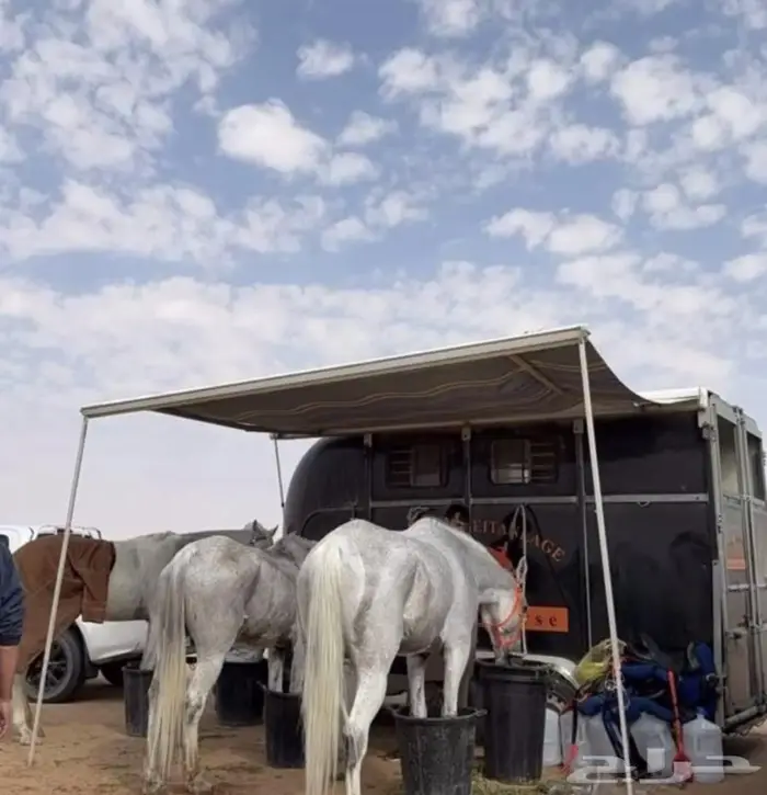 عربه 3 روس لخدمت نقل الخيل 4