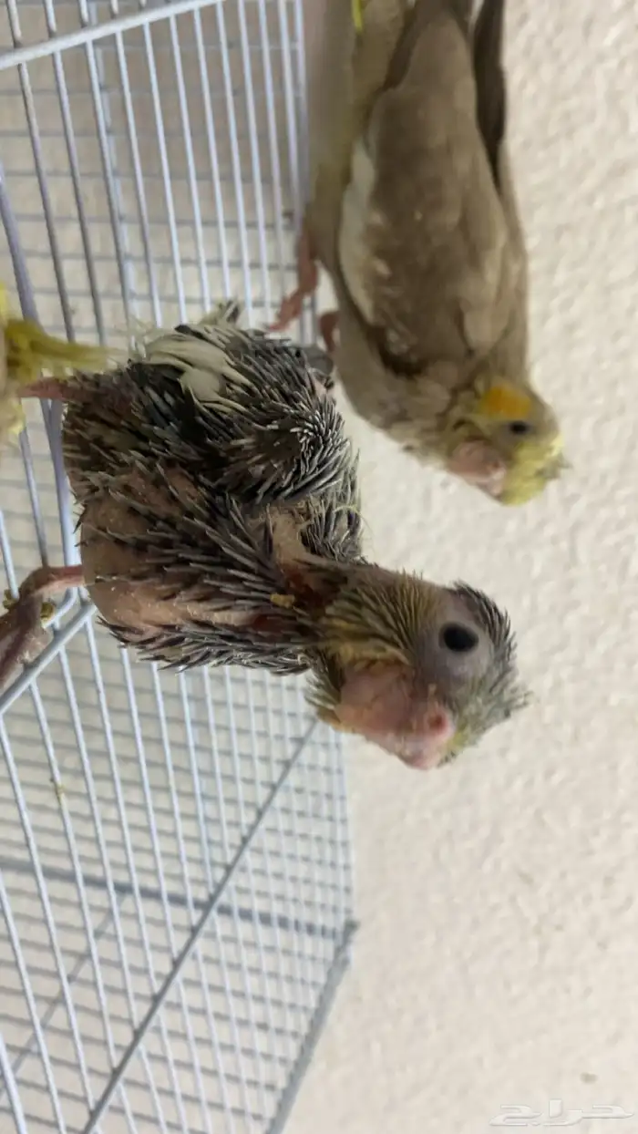 فروخ كروان 4