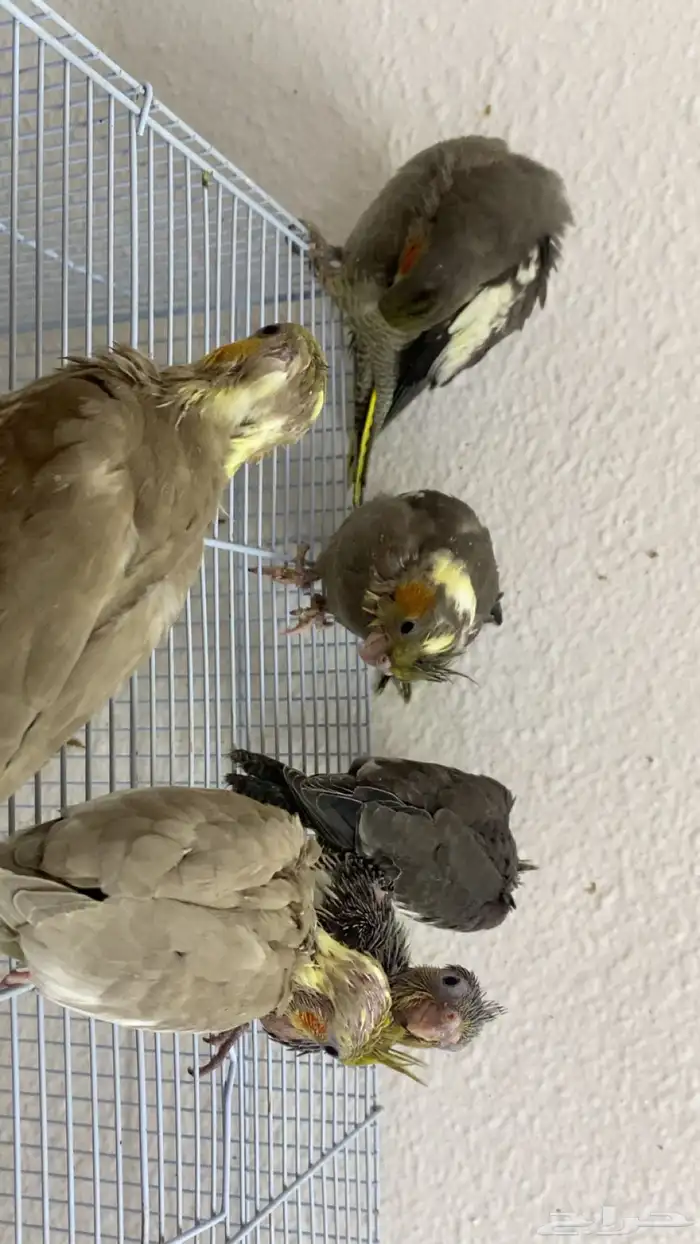 فروخ كروان 5