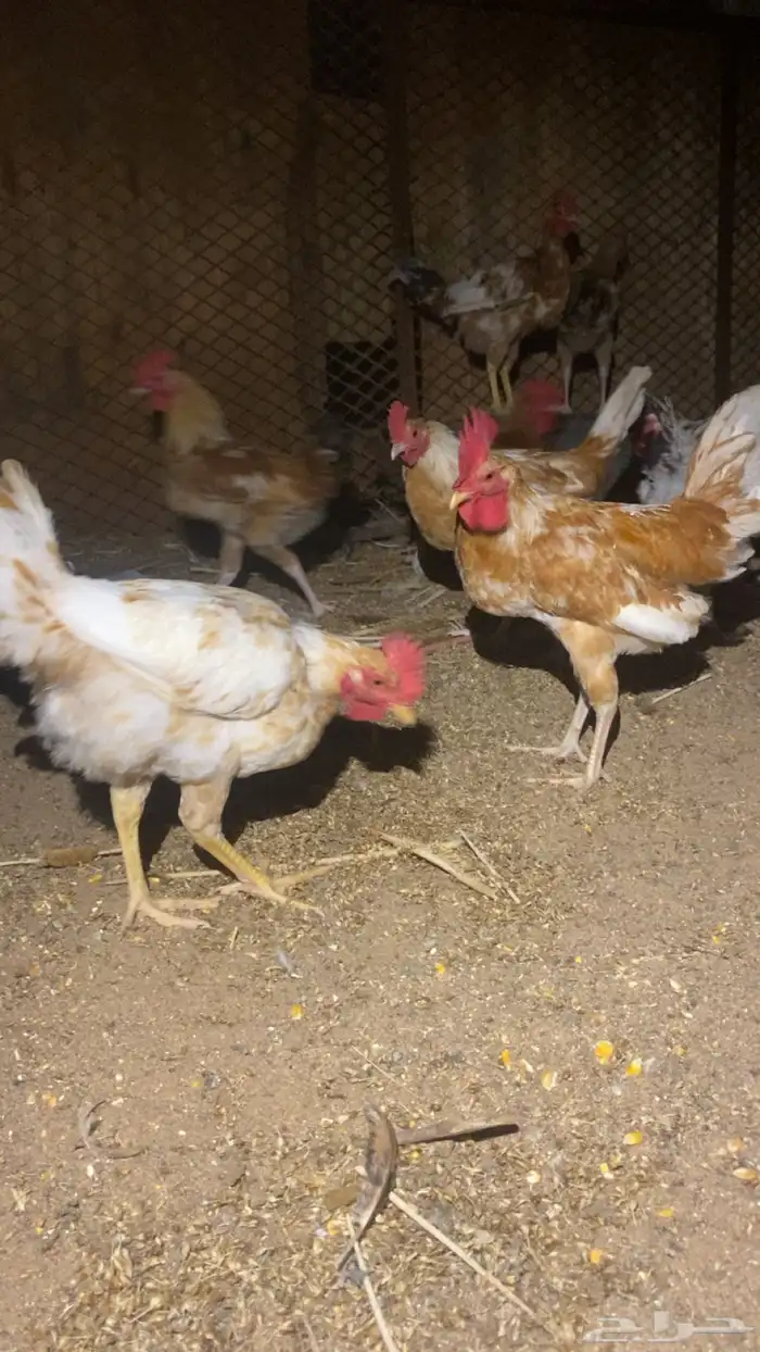 ديوك عرض لمدة ساعه 0