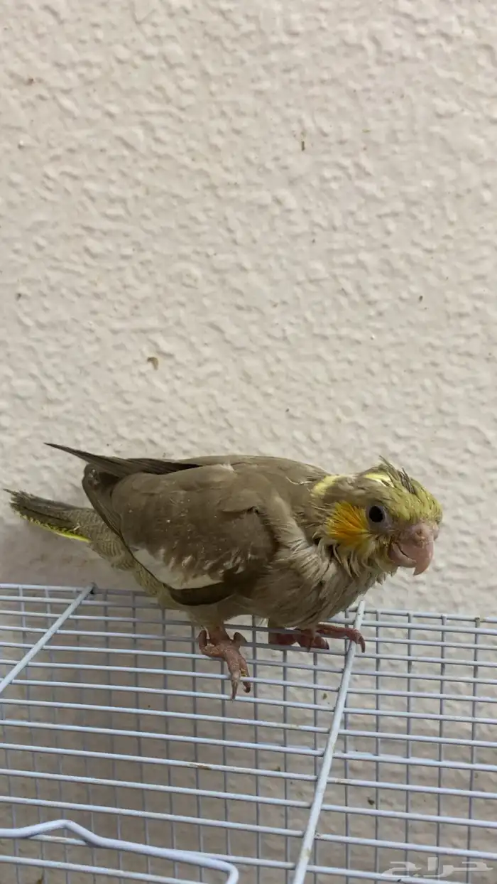 فروخ كروان 1