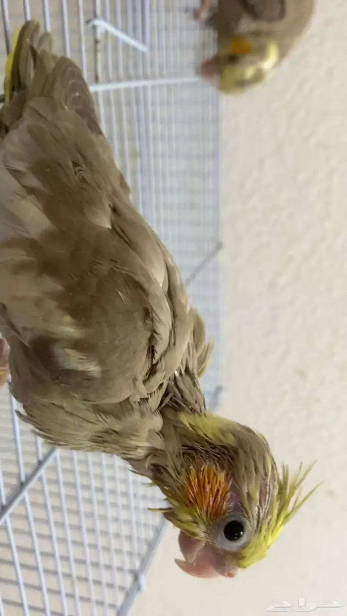 فروخ كروان 2