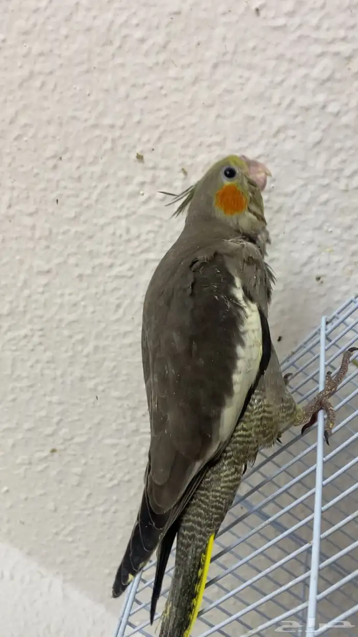 فروخ كروان 0