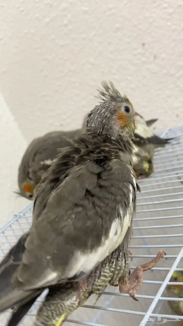 فروخ كروان 3