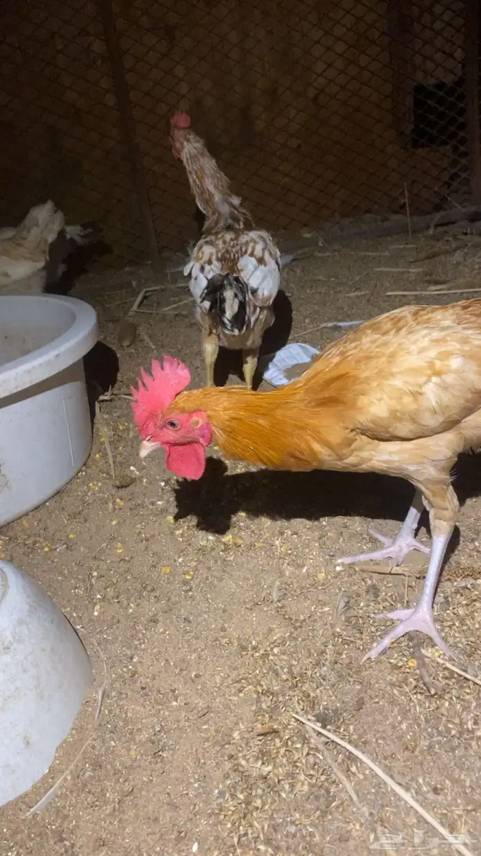 ديوك عرض لمدة ساعه 1