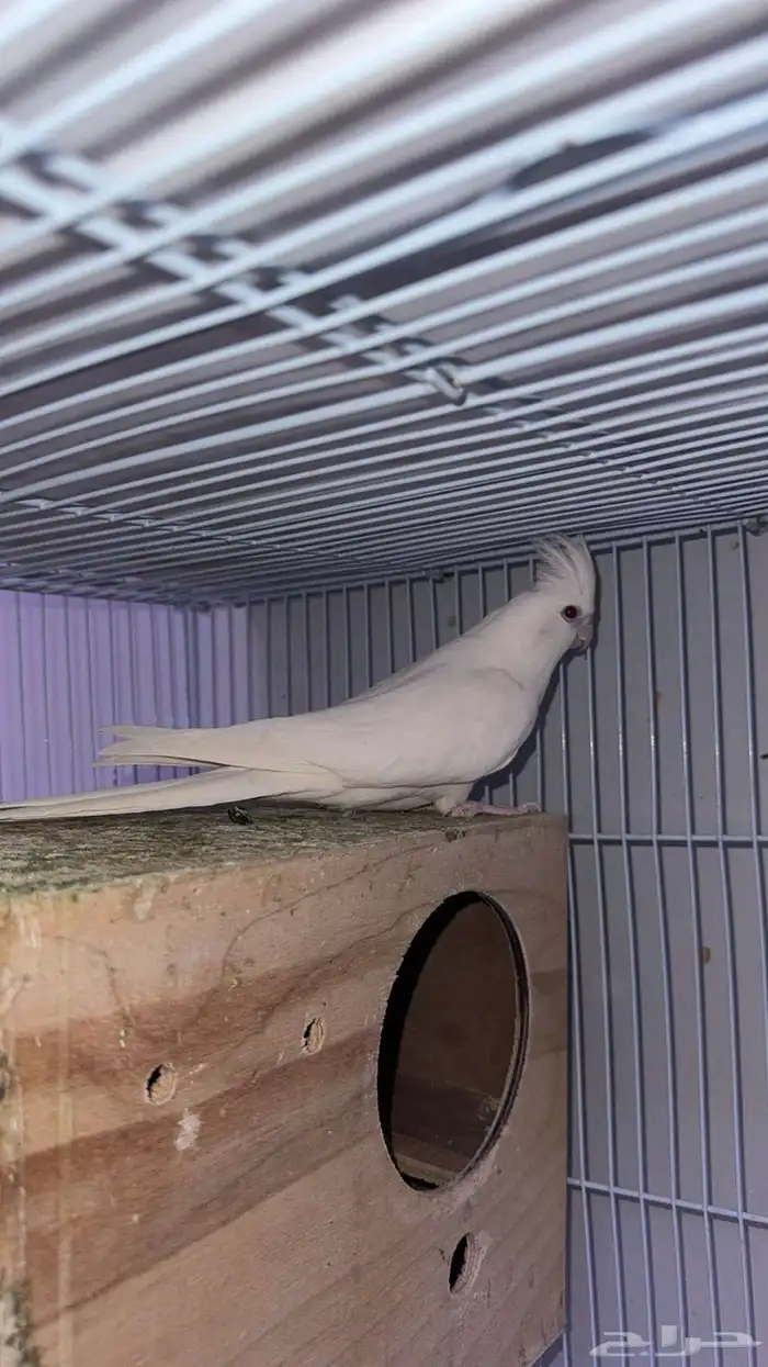 انثى كروان البينو 0