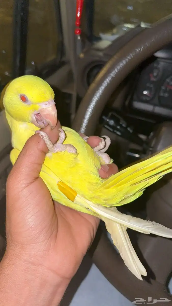 دره لاتينو اليفه جدا متكلمه عنده فتو 7 شهور العمر 3