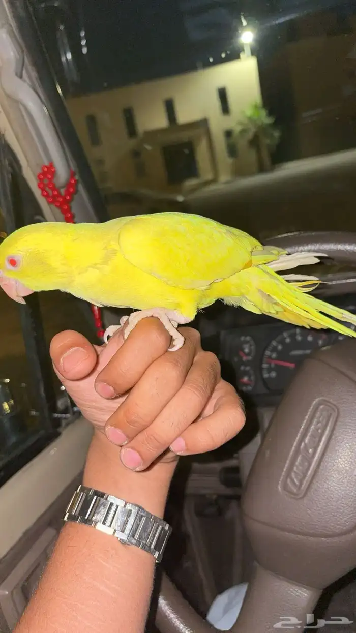 دره لاتينو اليفه جدا متكلمه عنده فتو 7 شهور العمر 6