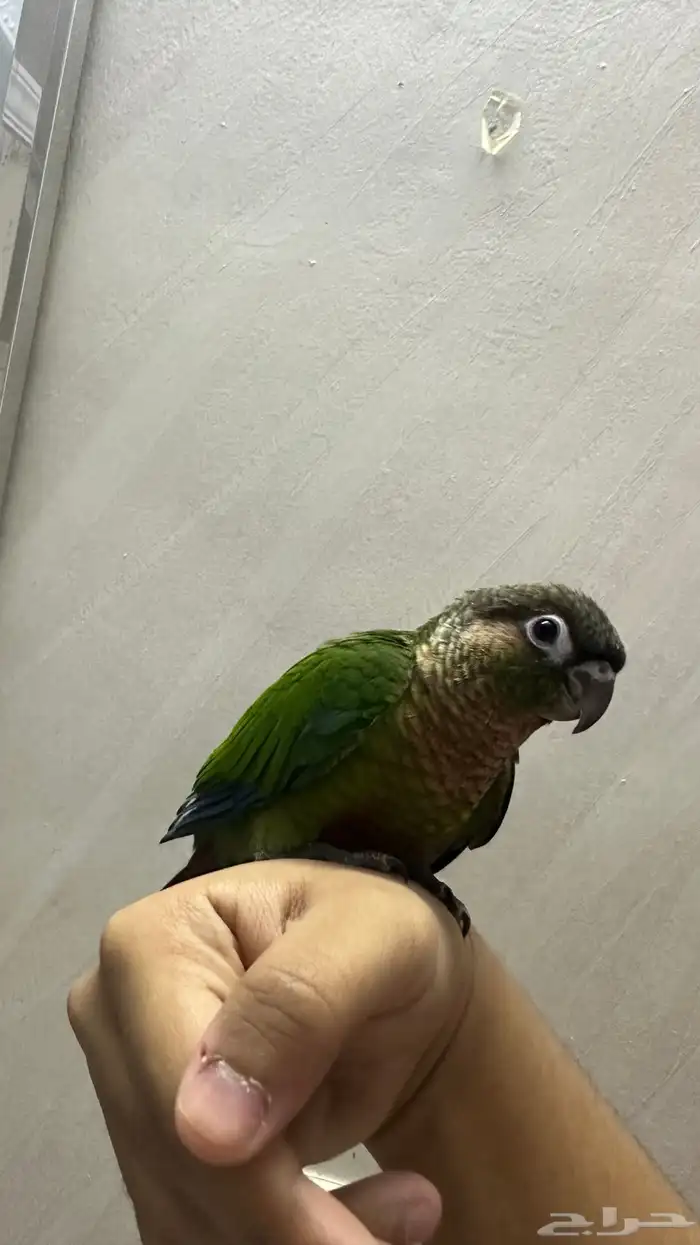 فرخ كنيور هدد داخلي و اليف 7