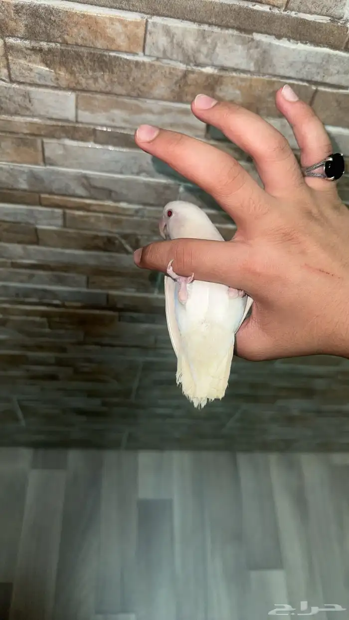 طير روز انثى اليفه جدا هدد داخلي تعرف اسمها وتجيك 0