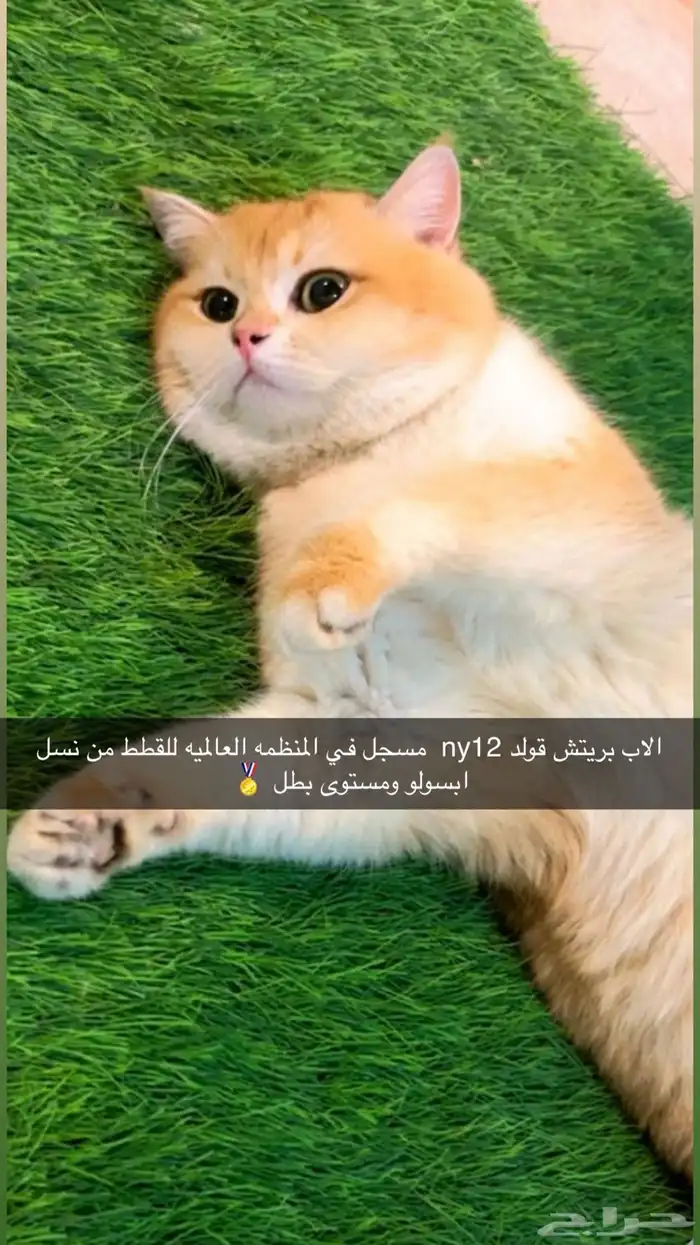 قطه انثى سكوتش ستريت 4