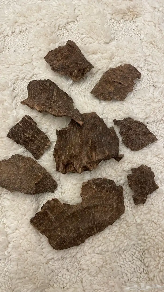 عود طبيعي ومشروط 2