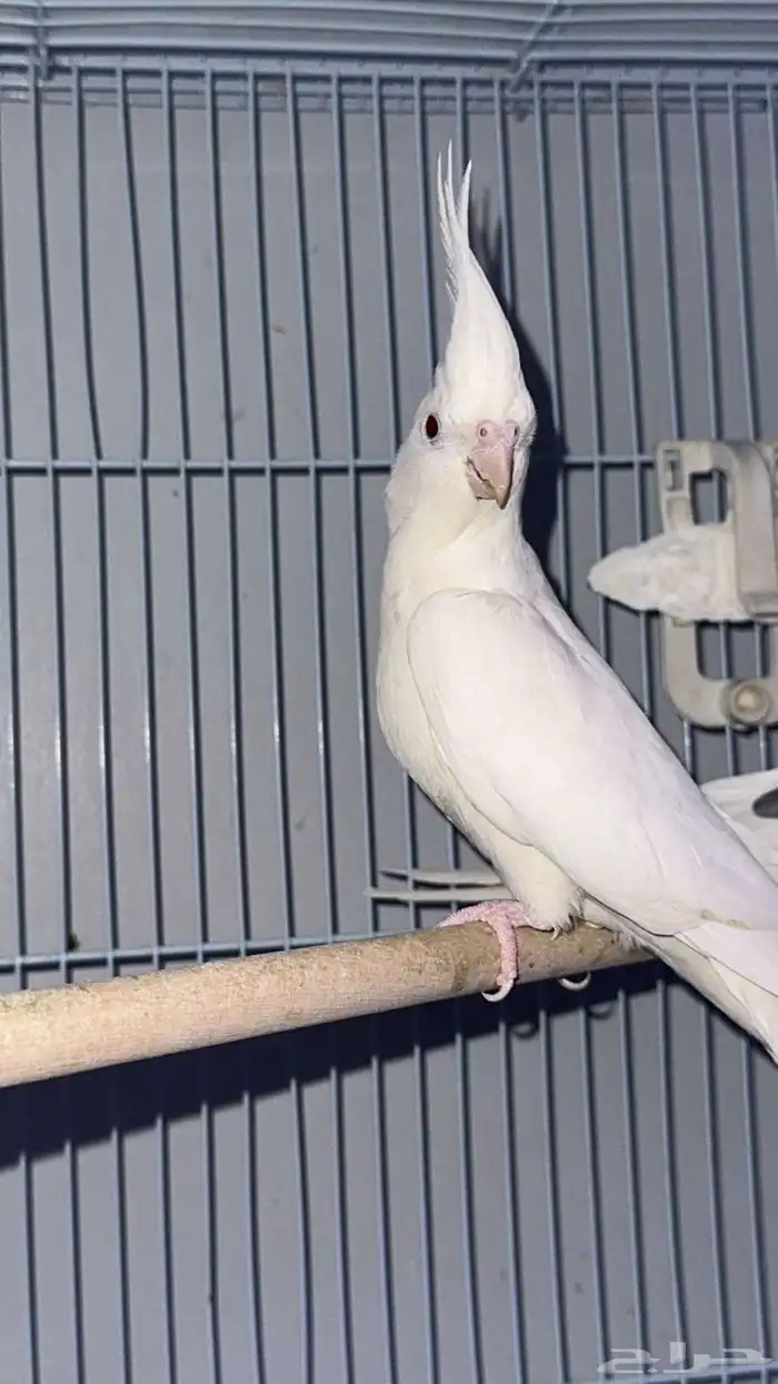 انثى كروان البينو 1