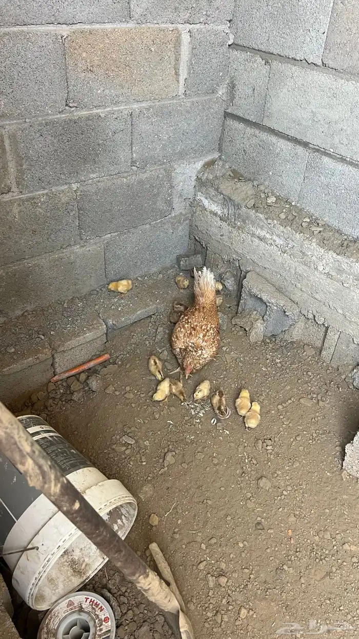 للبيع دجاجه مفرخه 1