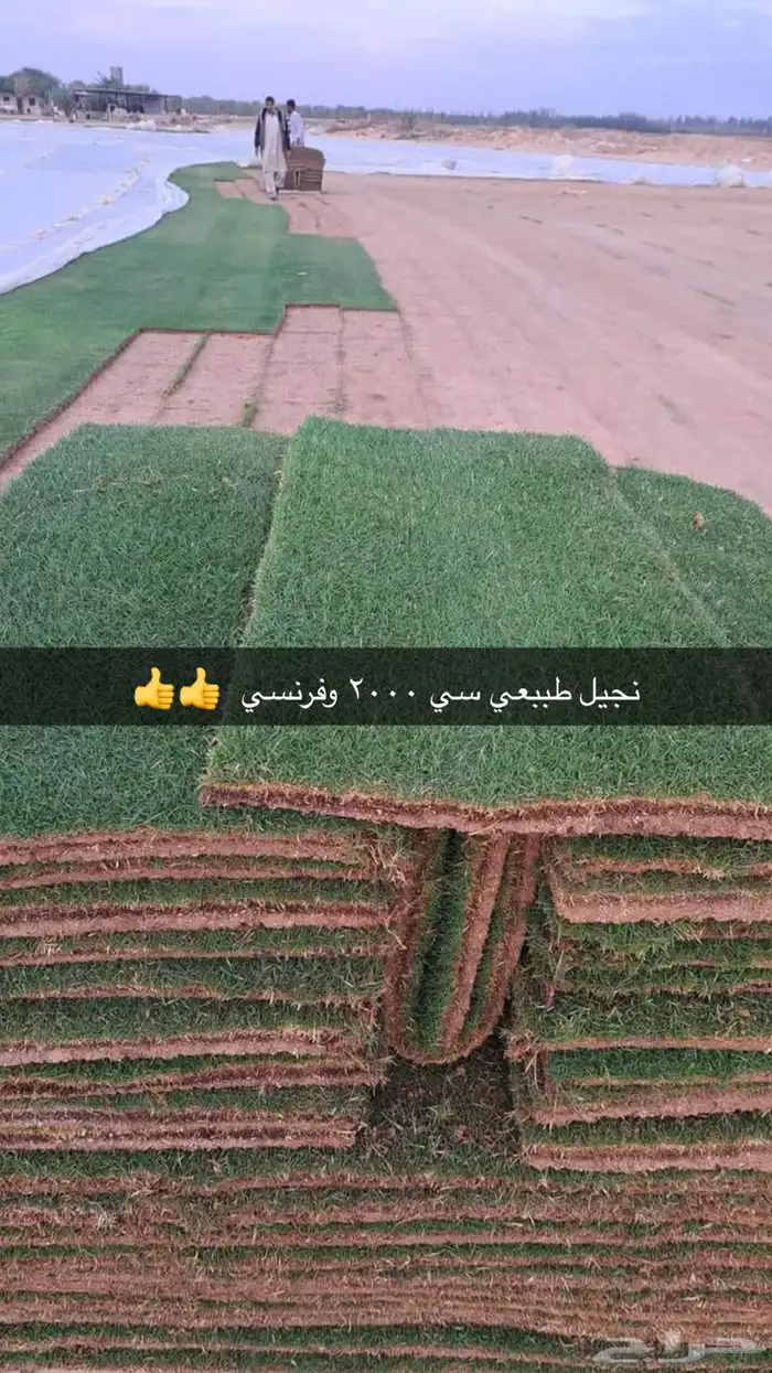 نجيل طببعي سي 2000نجيل فرنسي وياباني 10