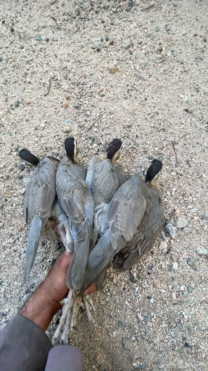 فروخ قهد 0