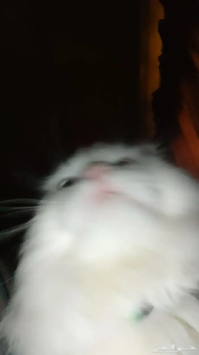 قط للتبني نظيف جدا 0