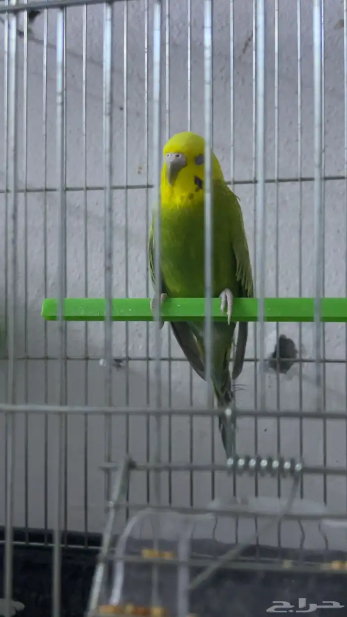 جوز بادجي جاهز للإنتاج 1