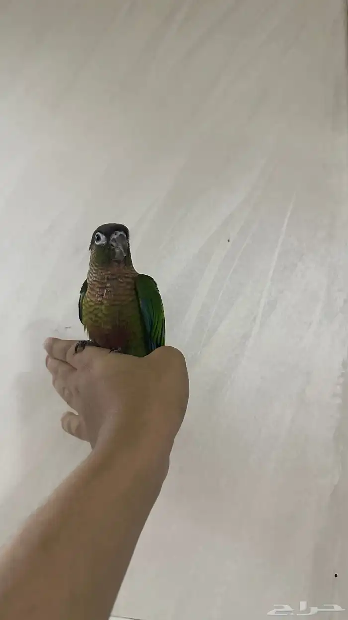 فرخ كنيور هدد داخلي و اليف 1