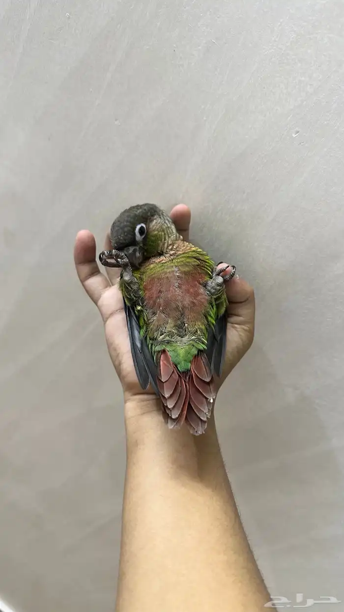 فرخ كنيور هدد داخلي و اليف 0