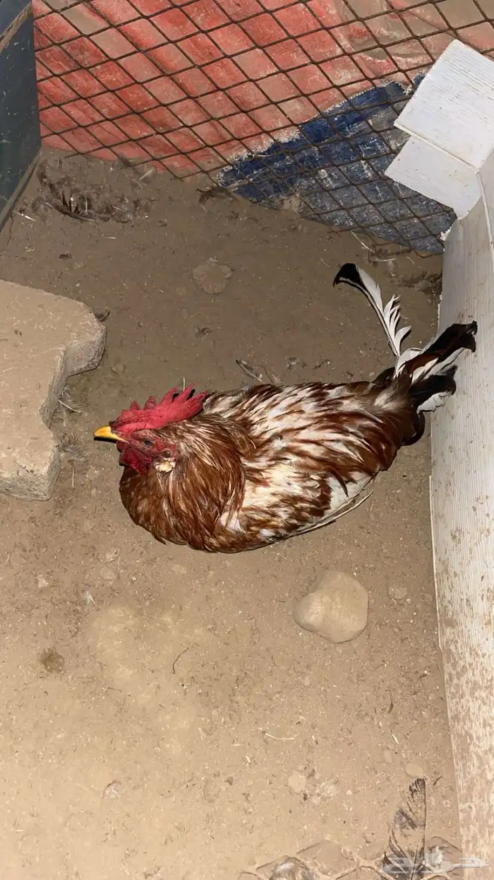 ديك بلدي 0