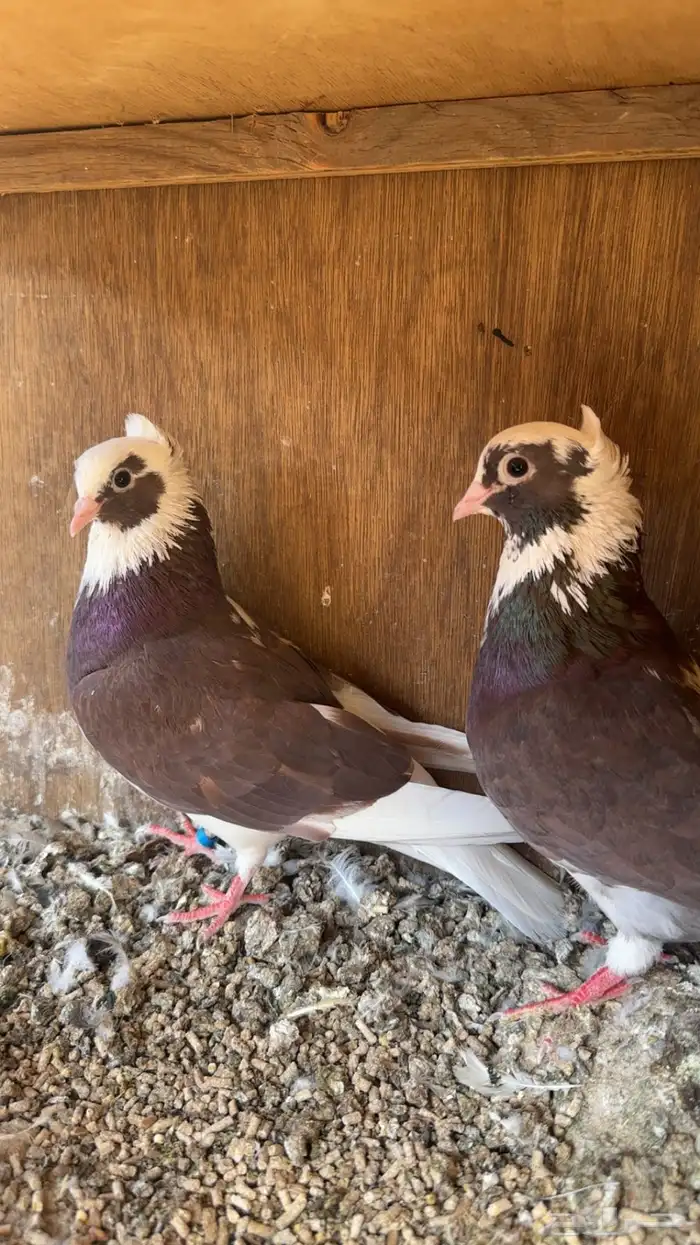 جوز قطايف حمر مقنبرات (تم البيع) 2