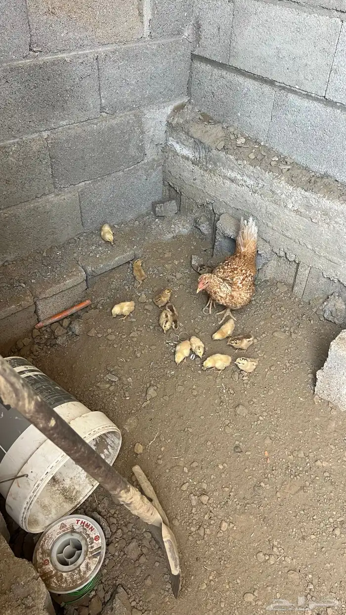 للبيع دجاجه مفرخه 2
