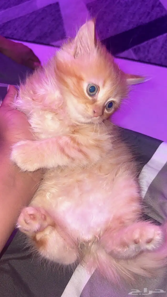 قطط 2