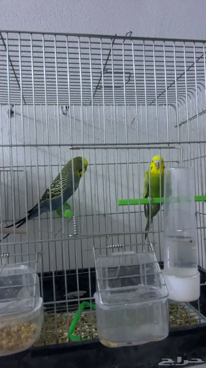 جوز بادجي جاهز للإنتاج 3