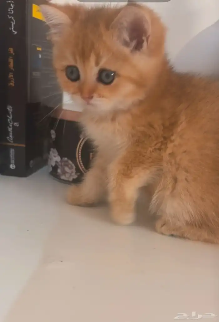 قطه انثى سكوتش ستريت 2