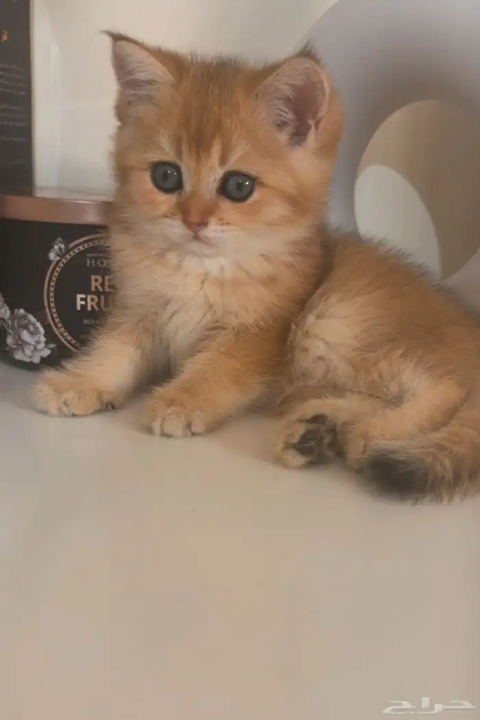 قطه انثى سكوتش ستريت 0