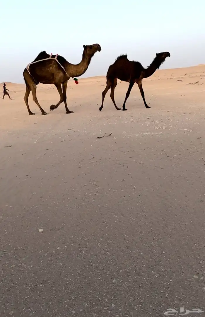 للبيع خلفه كفو 0