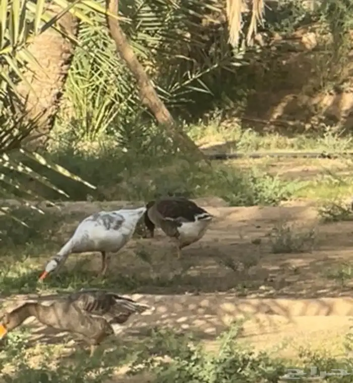 وز تربية مزرعه 4
