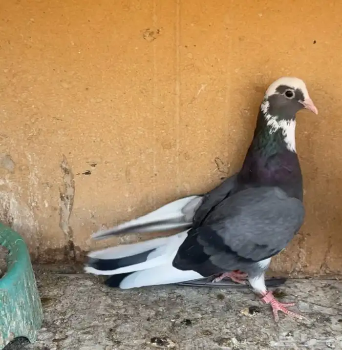 جوز هجارس صوافي 4