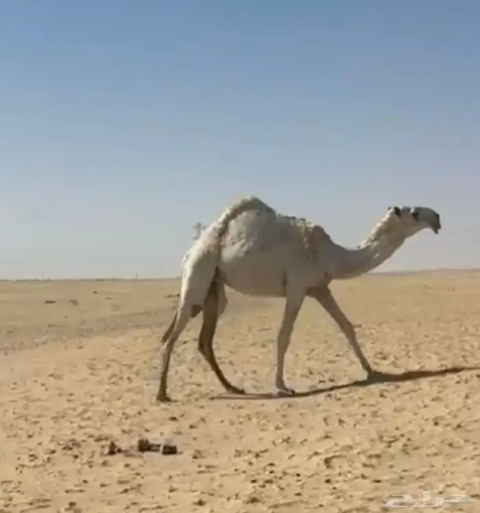 للبيع بكره كفو 0