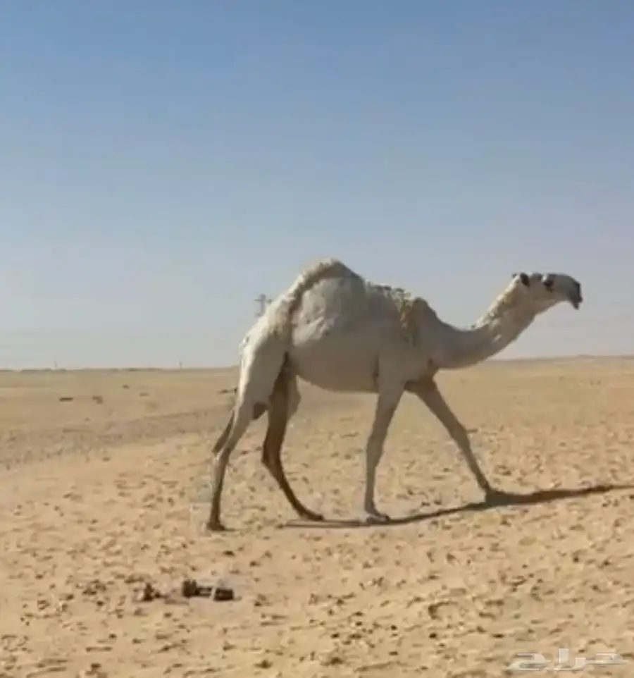 للبيع بكره كفو 0