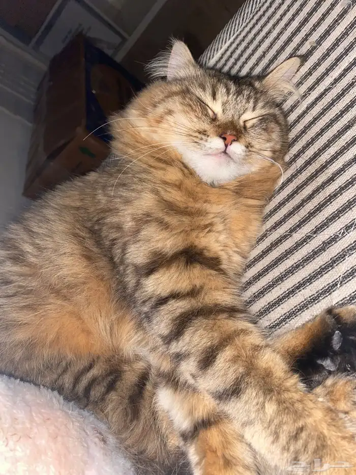 قطتين لتبني 2