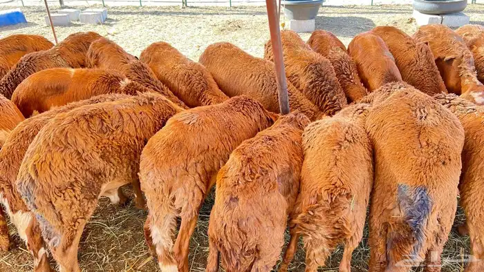سواكني تربية خاصة 2