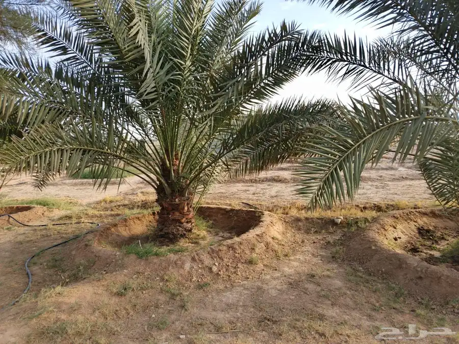 نخل البيع جميع انواع النخيل 4
