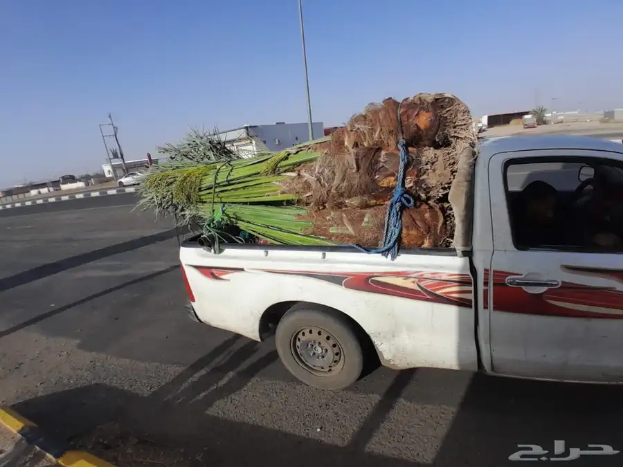نخل البيع جميع انواع النخيل 6