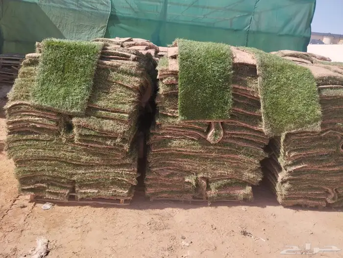 نجيل طببعي سي 2000نجيل فرنسي وياباني 4