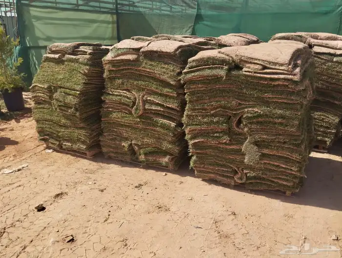 نجيل طببعي سي 2000نجيل فرنسي وياباني 6