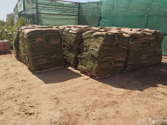 نجيل طببعي سي 2000نجيل فرنسي وياباني 5