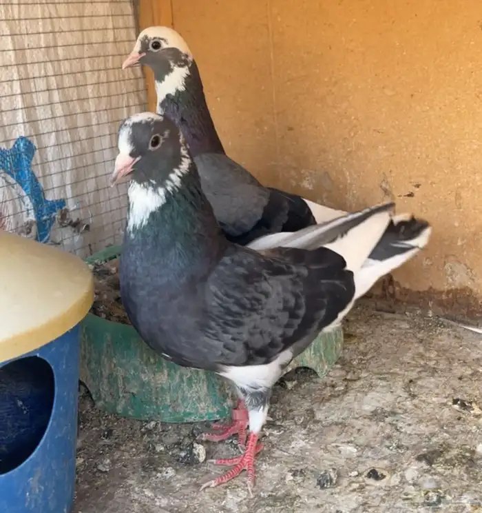 جوز هجارس صوافي 5