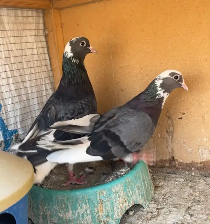 جوز هجارس صوافي 2